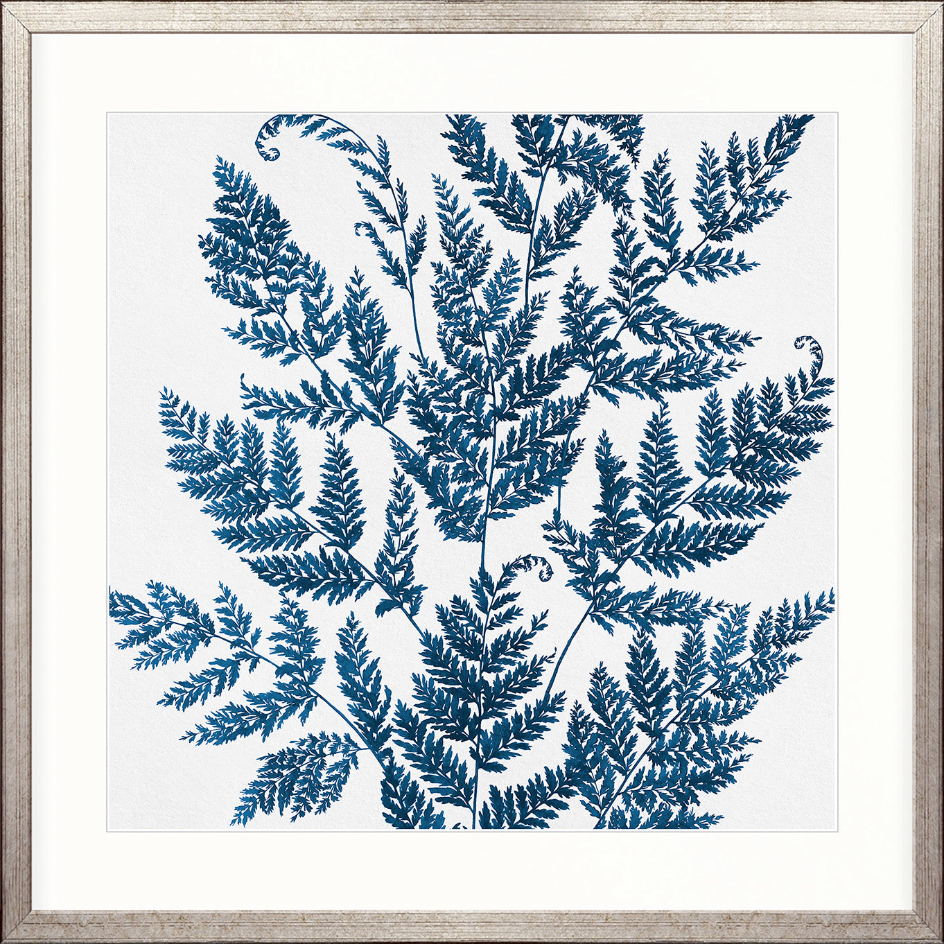 Fern Whisper II