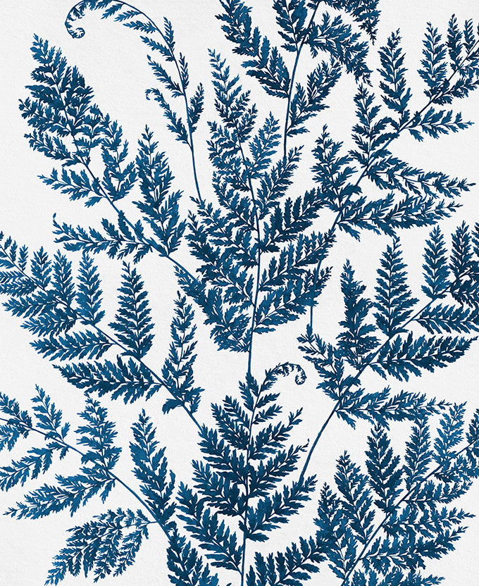 Fern Whisper II