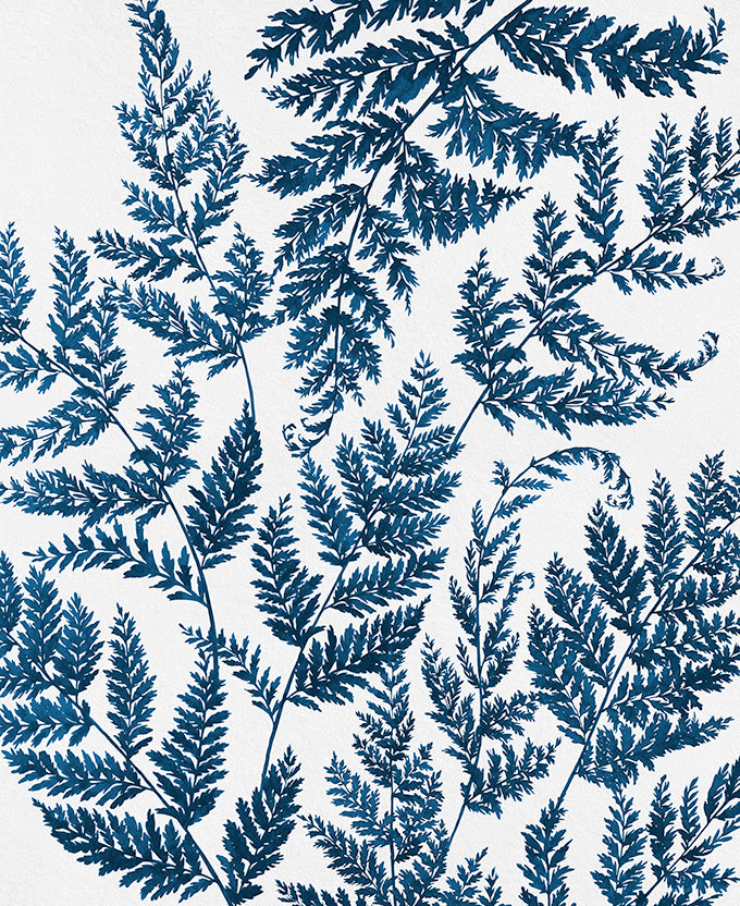 Fern Whisper III