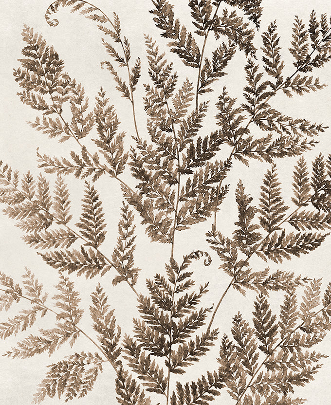 Fern Whisper V