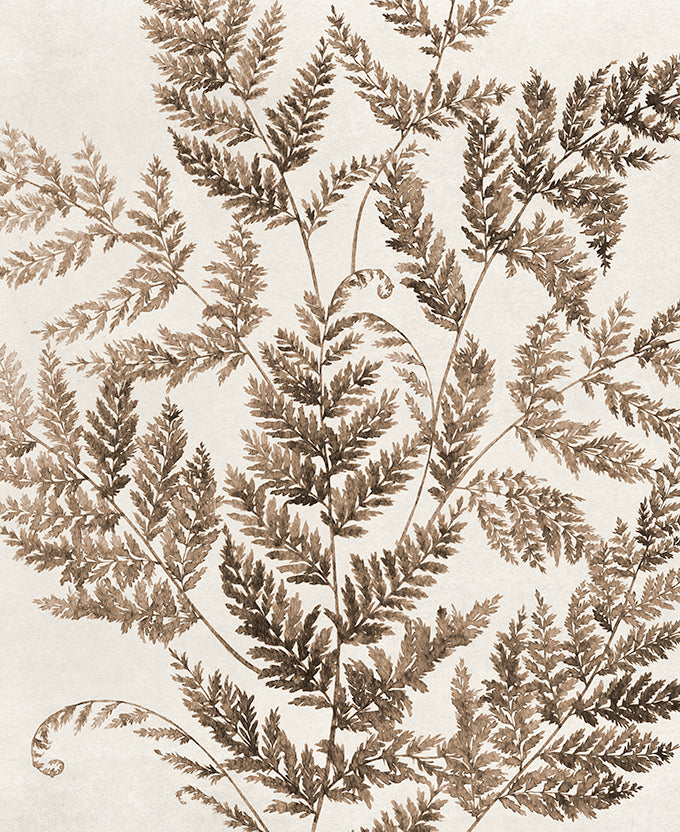Fern Whisper VI