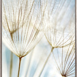 Floating Seeds III (Canvas)