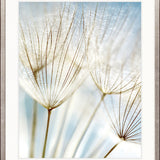 Floating Seeds III