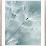Floating Seeds IV