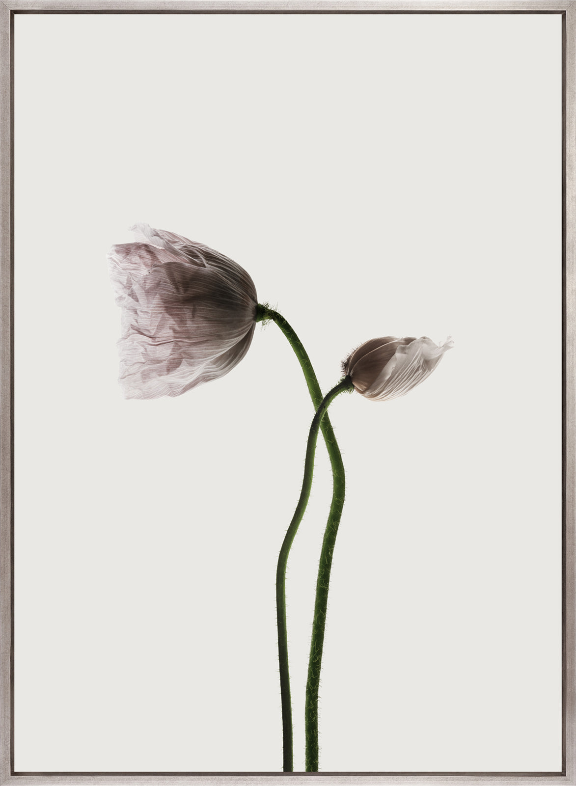 Floret I (Canvas)