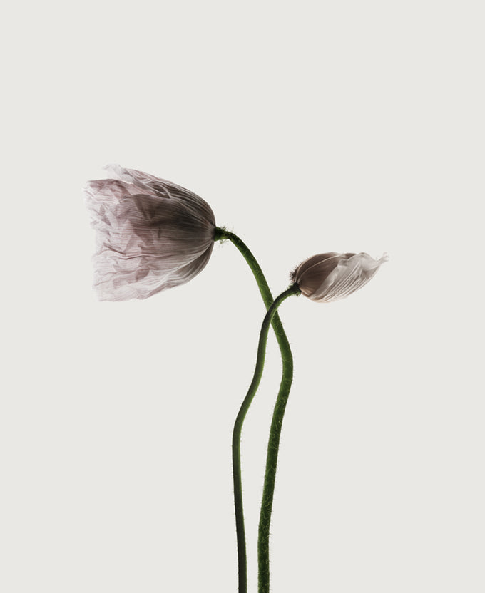 Floret I (Canvas)