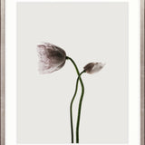 Floret I Small (465mm W x 560mm H) / Standard Clear Glass