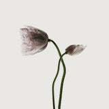 Floret I Small (465mm W x 560mm H) / Standard Clear Glass