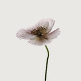 Floret II (Canvas) Large (903mm W x 1109mm H)