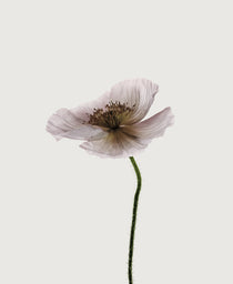 Floret II (Canvas)