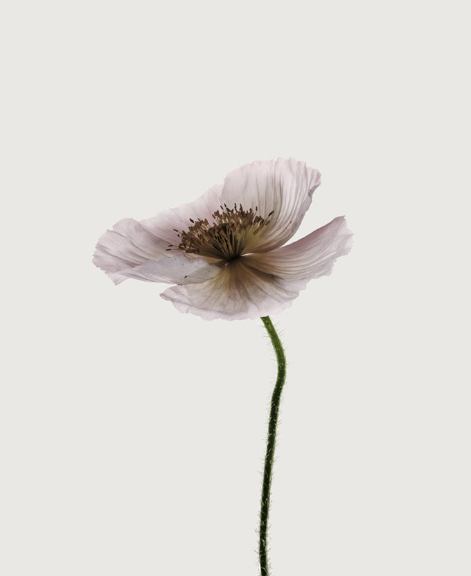 Floret II (Canvas)