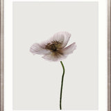 Floret II Small (465mm W x 560mm H) / Standard Clear Glass