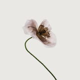 Floret III Small (465mm W x 560mm H) / Standard Clear Glass