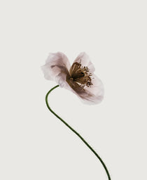 Floret III