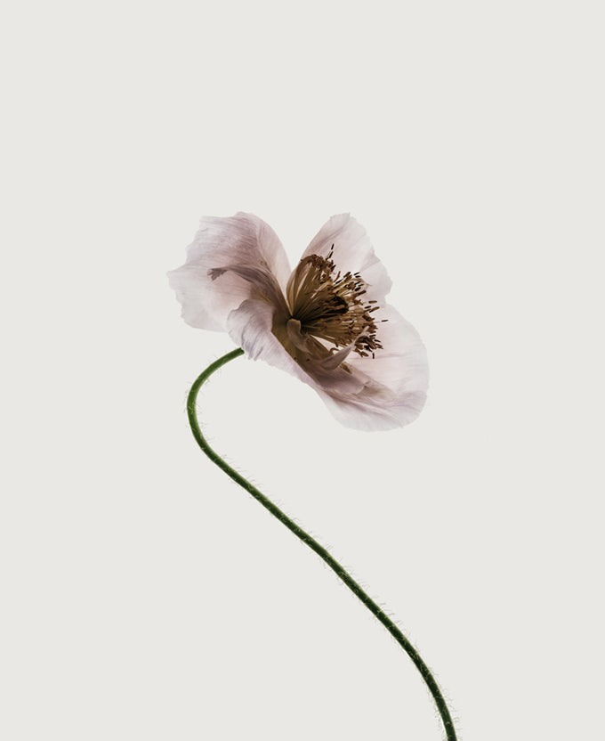 Floret III