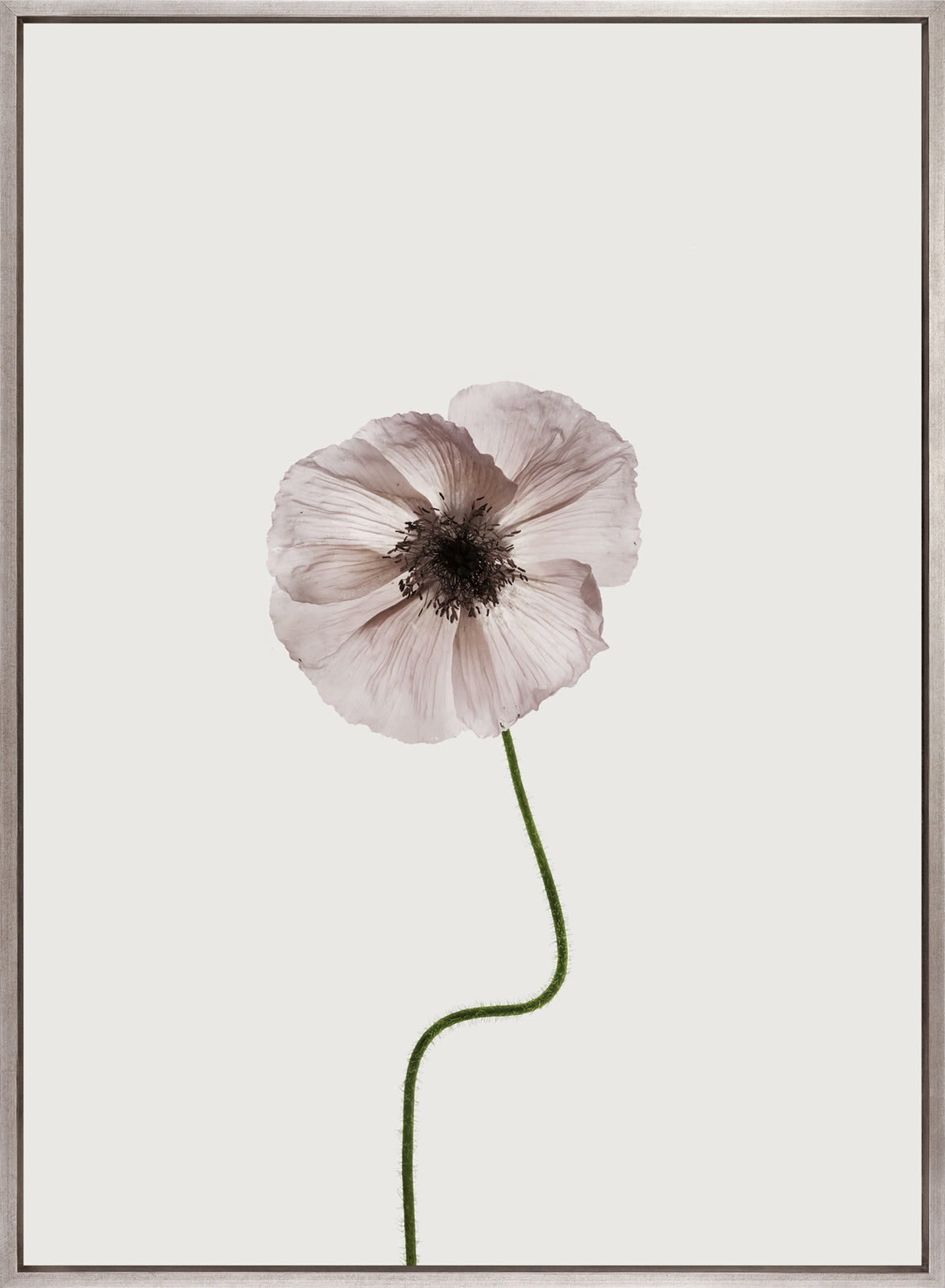 Floret IV (Canvas)