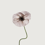 Floret IV (Canvas) Large (903mm W x 1109mm H)