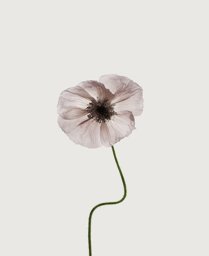 Floret IV (Canvas)
