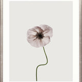 Floret IV Small (465mm W x 560mm H) / Standard Clear Glass