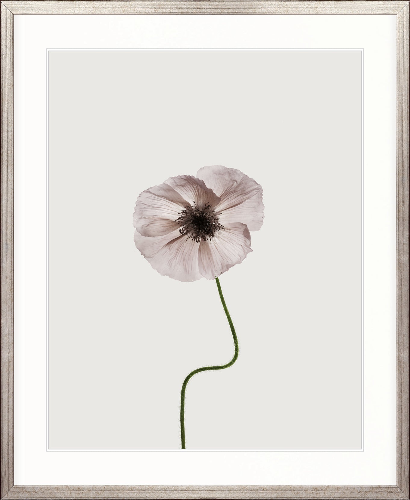 Floret IV