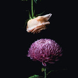 Floral Lens I Small (465mm W x 560mm H) / Standard Clear Glass
