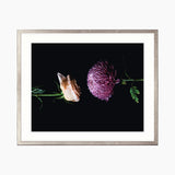 Floral Lens I Small (465mm W x 560mm H) / Standard Clear Glass