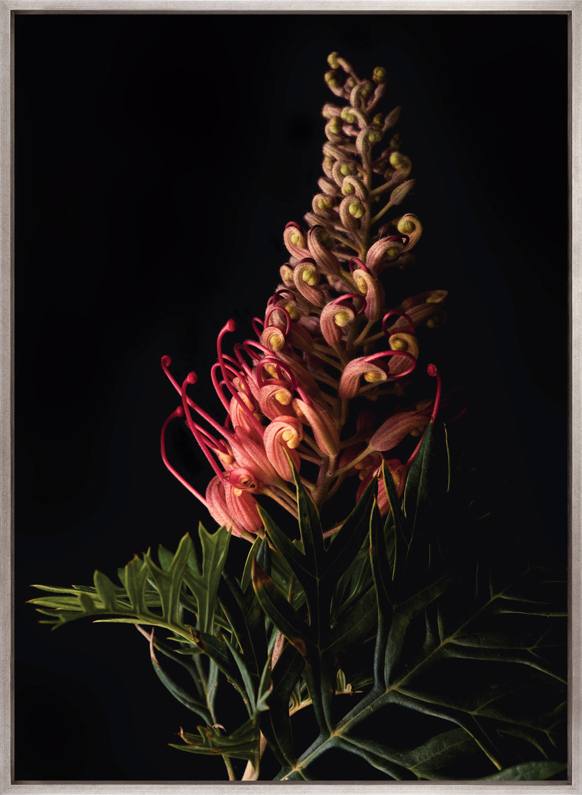 Floral Lens II (Canvas)