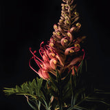 Floral Lens II (Canvas) Large (903mm W x 1109mm H)