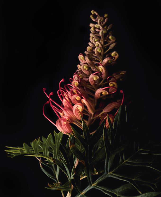 Floral Lens II (Canvas)