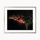 Floral Lens II Small (465mm W x 560mm H) / Standard Clear Glass