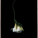Floral Lens III (Canvas) Large (903mm W x 1109mm H)