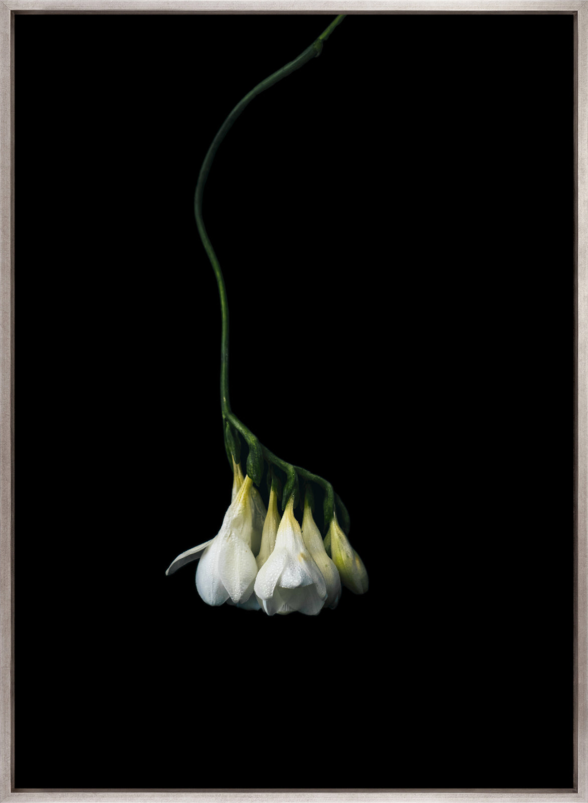Floral Lens III (Canvas)