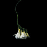 Floral Lens III (Canvas) Large (903mm W x 1109mm H)