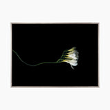Floral Lens III (Canvas) Large (903mm W x 1109mm H)