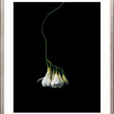 Floral Lens III Small (465mm W x 560mm H) / Standard Clear Glass