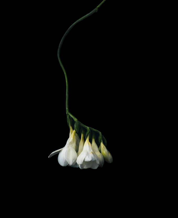 Floral Lens III