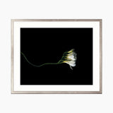 Floral Lens III Small (465mm W x 560mm H) / Standard Clear Glass