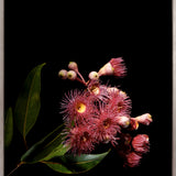 Floral Lens IV (Canvas) Large (903mm W x 1109mm H)