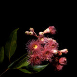 Floral Lens IV (Canvas) Large (903mm W x 1109mm H)
