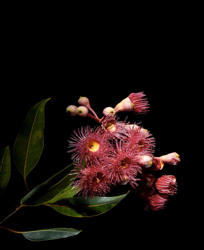 Floral Lens IV (Canvas)