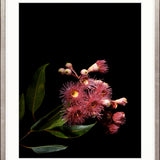 Floral Lens IV Small (465mm W x 560mm H) / Standard Clear Glass