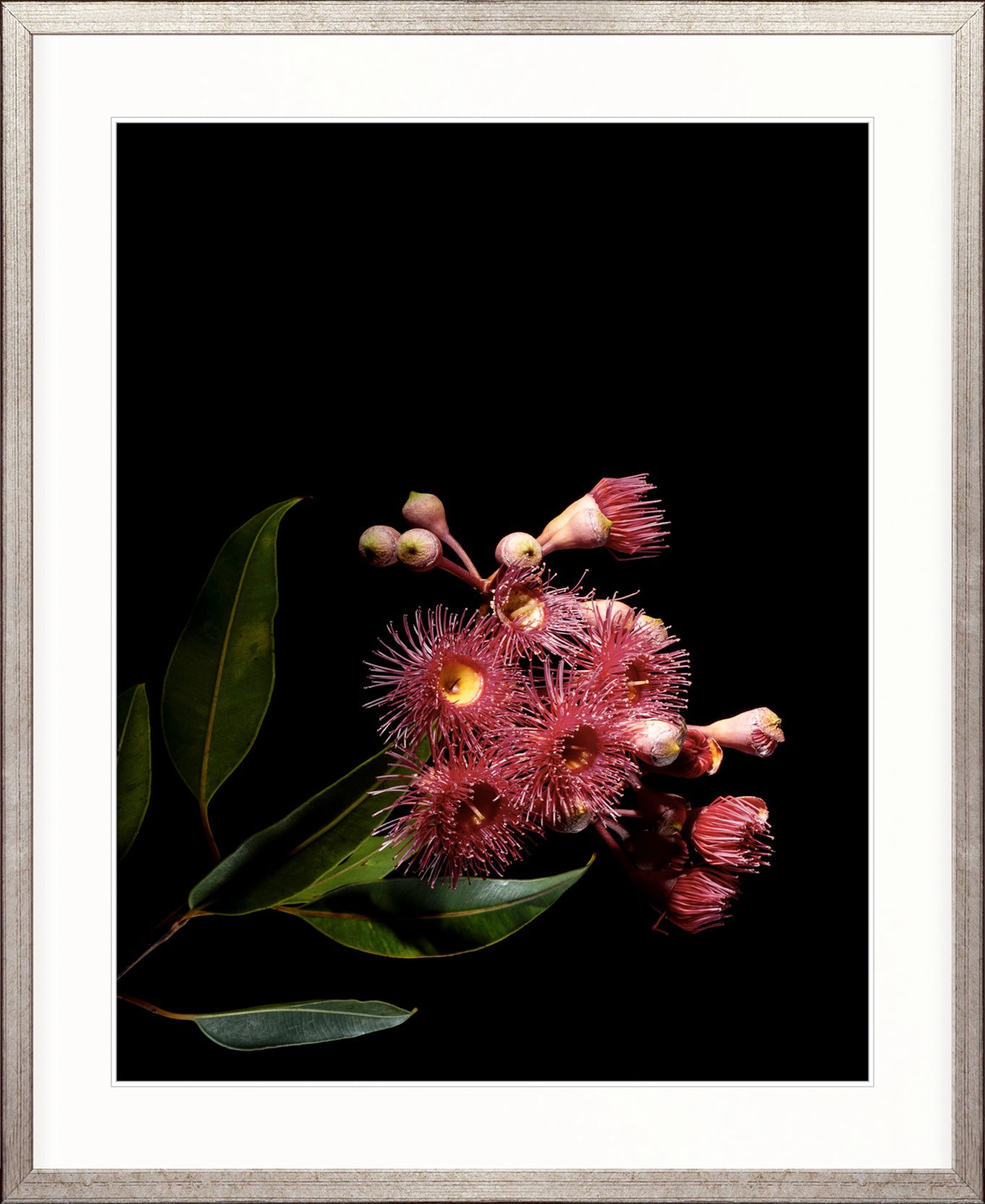 Floral Lens IV