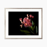 Floral Lens IV Small (465mm W x 560mm H) / Standard Clear Glass