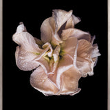 Floral Lens V (Canvas) Large (903mm W x 1109mm H)