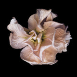 Floral Lens V (Canvas) Large (903mm W x 1109mm H)
