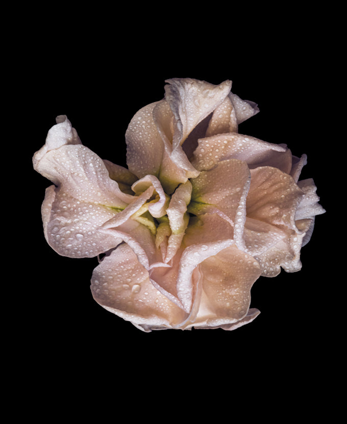 Floral Lens V (Canvas)