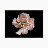 Floral Lens V (Canvas) Large (903mm W x 1109mm H)