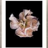Floral Lens V Small (465mm W x 560mm H) / Standard Clear Glass