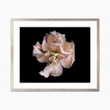 Floral Lens V Small (465mm W x 560mm H) / Standard Clear Glass