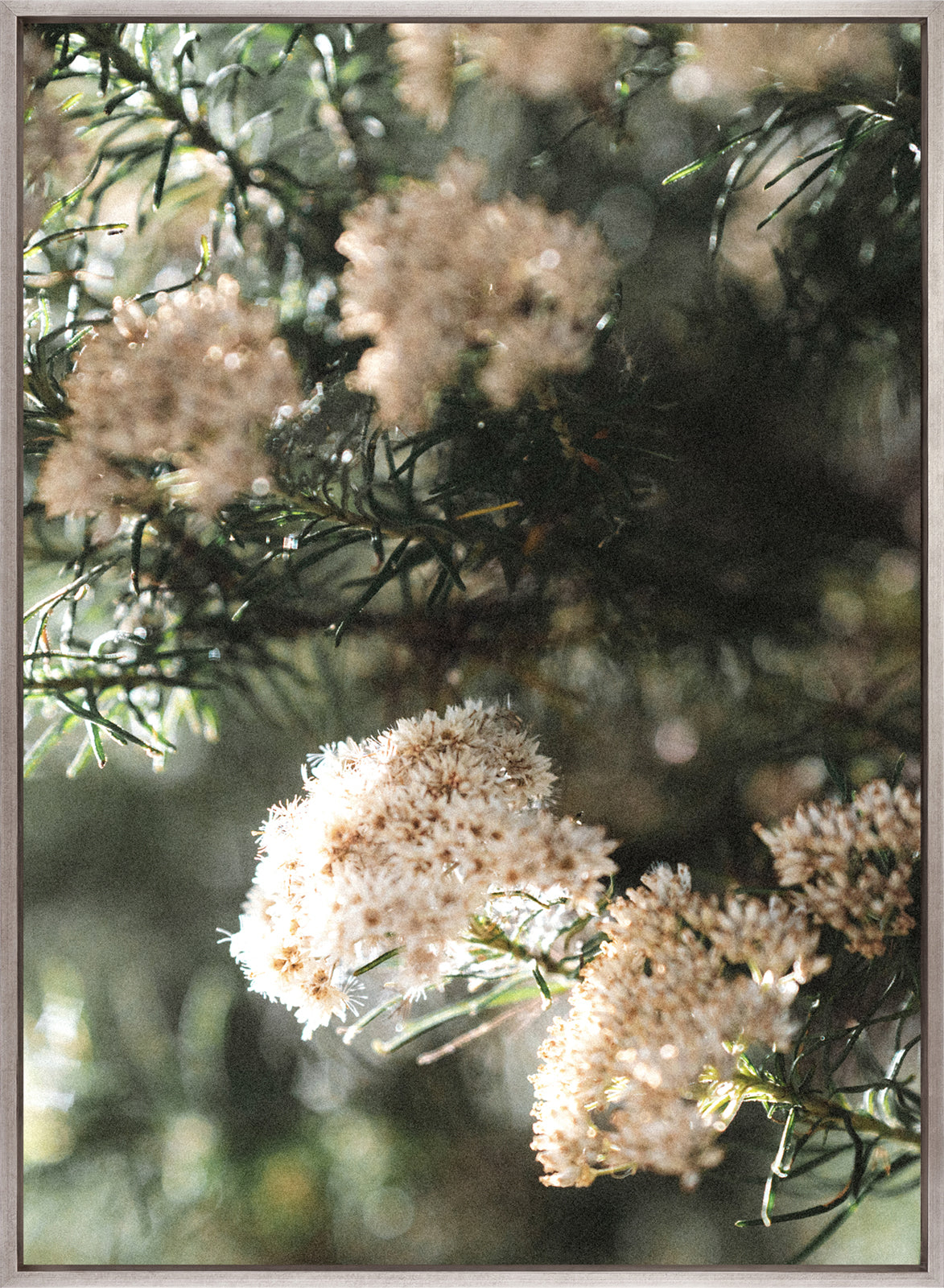 Gondwana Foliage I (Canvas)